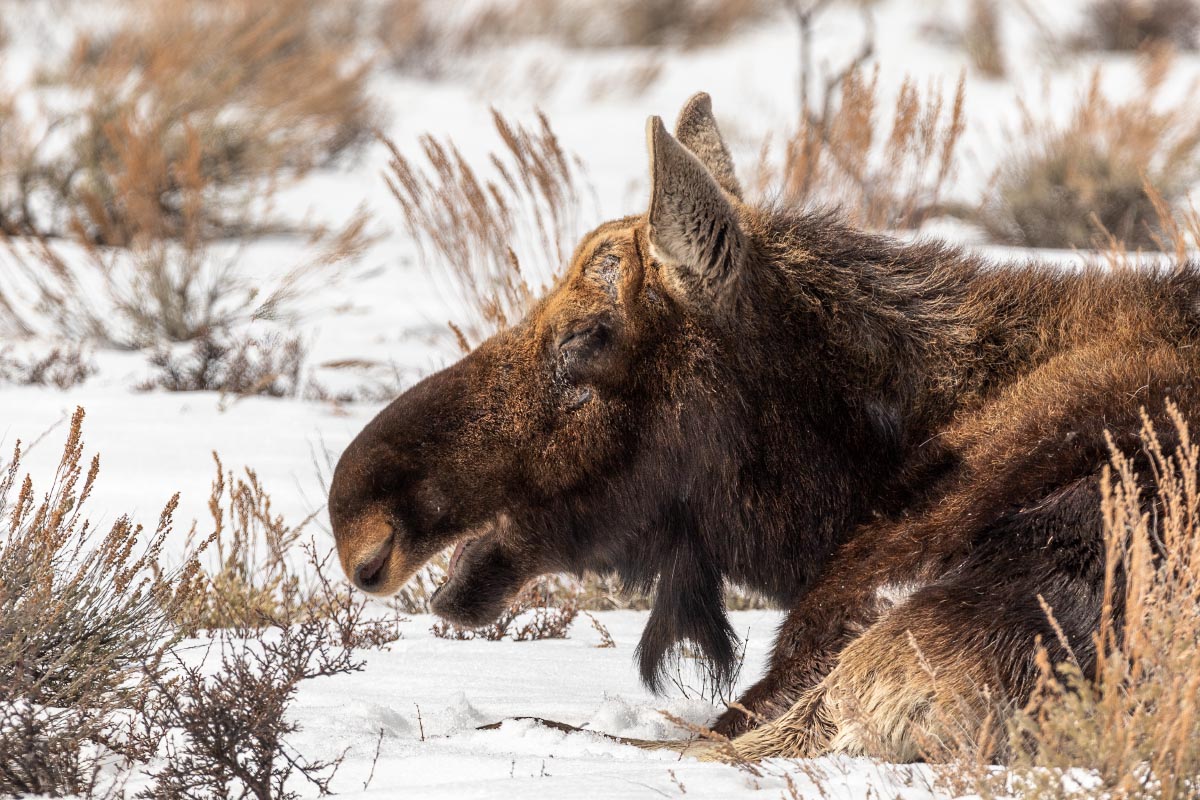 Bull moose at Tetons