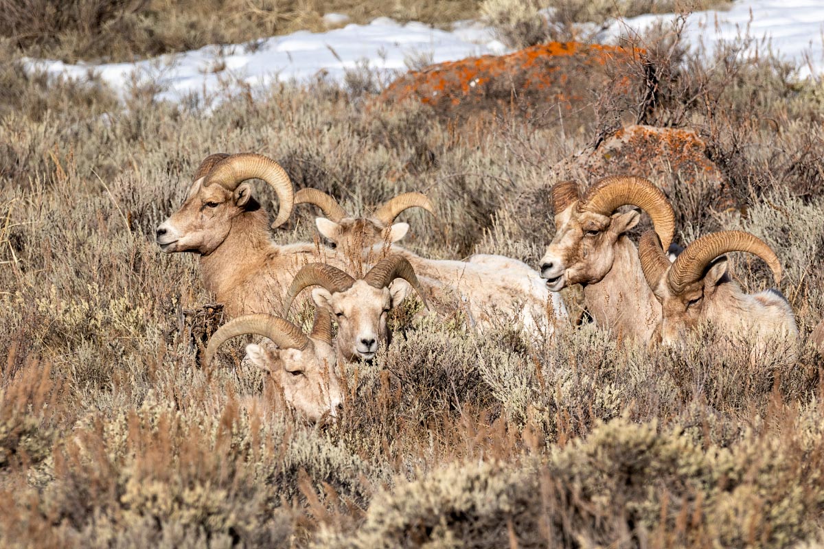 Bighorn Sheep rams Jackson Hole