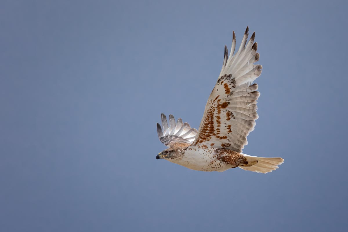 Ferruginous Hawk